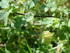 Abutilon sonneratianum