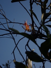 Muellerina celastroides