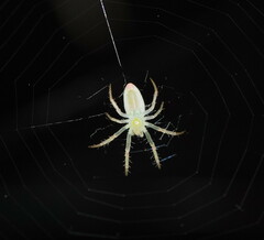 Araneus talipedatus