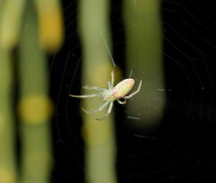 Araneus talipedatus