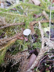 Hemimycena lactea