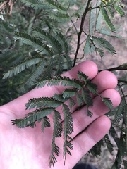 Acacia mearnsii