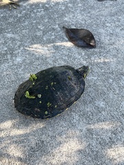 Pseudemys