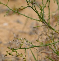 Wahlenbergia asparagoides