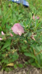 Ononis spinosa