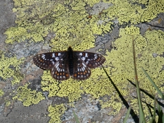 Euphydryas cynthia