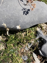 Saponaria caespitosa