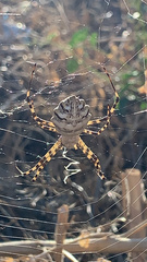 Argiope lobata
