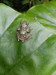 Kurixalus eiffingeri