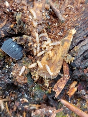 Reticulitermes flavipes