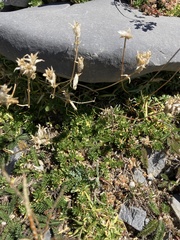 Saponaria caespitosa