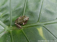Kurixalus eiffingeri