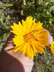Coreopsis lanceolata