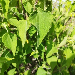 Montanoa