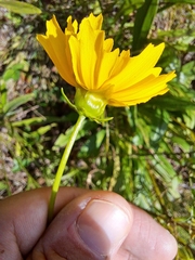 Coreopsis lanceolata