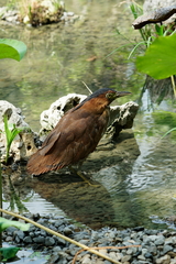 Gorsachius melanolophus