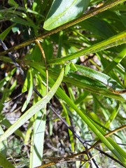 Coreopsis lanceolata