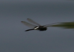Pseudothemis zonata