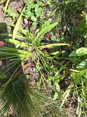 Coreopsis lanceolata
