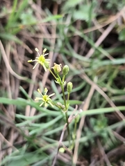 Silene otites