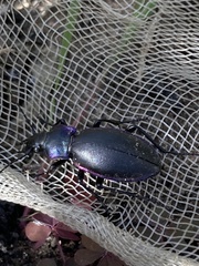 Carabus violaceus