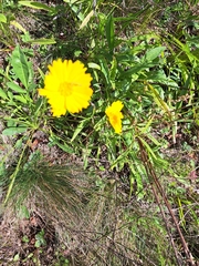 Coreopsis lanceolata