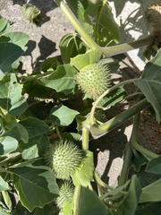 Datura innoxia