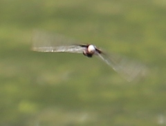 Pseudothemis zonata