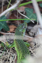 Lacerta bilineata