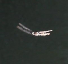 Pseudothemis zonata