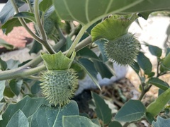 Datura innoxia