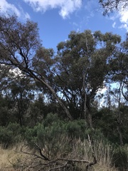 Eucalyptus bridgesiana