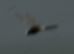 Pseudothemis zonata