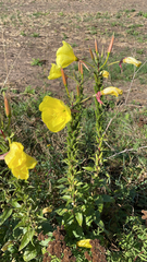 Oenothera glazioviana