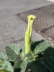 Datura innoxia