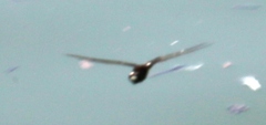 Pseudothemis zonata