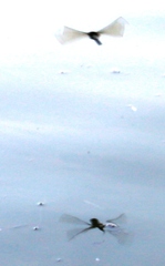 Pseudothemis zonata