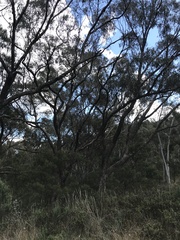 Eucalyptus bridgesiana
