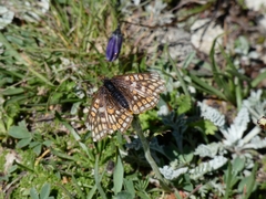 Euphydryas cynthia