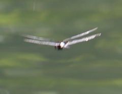 Pseudothemis zonata