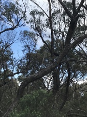 Eucalyptus bridgesiana