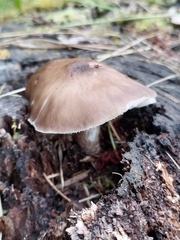 Pluteus cervinus