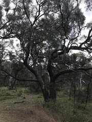 Eucalyptus bridgesiana