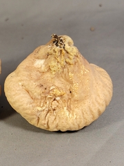 Calvatia rubroflava