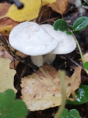 Hygrophorus eburneus