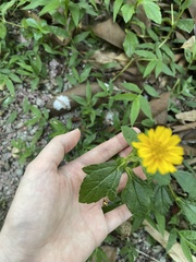 Sphagneticola trilobata
