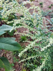 Artemisia vulgaris