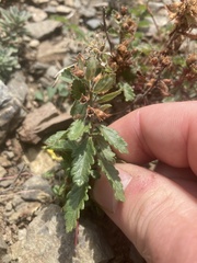 Teucrium