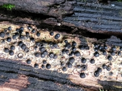Rosellinia