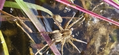 Pardosa amentata
